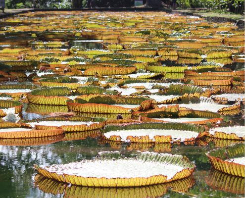 Jardin Botanique de Pamplemousse